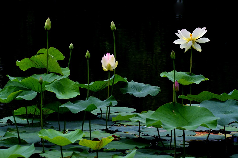 荷花 (7).jpg