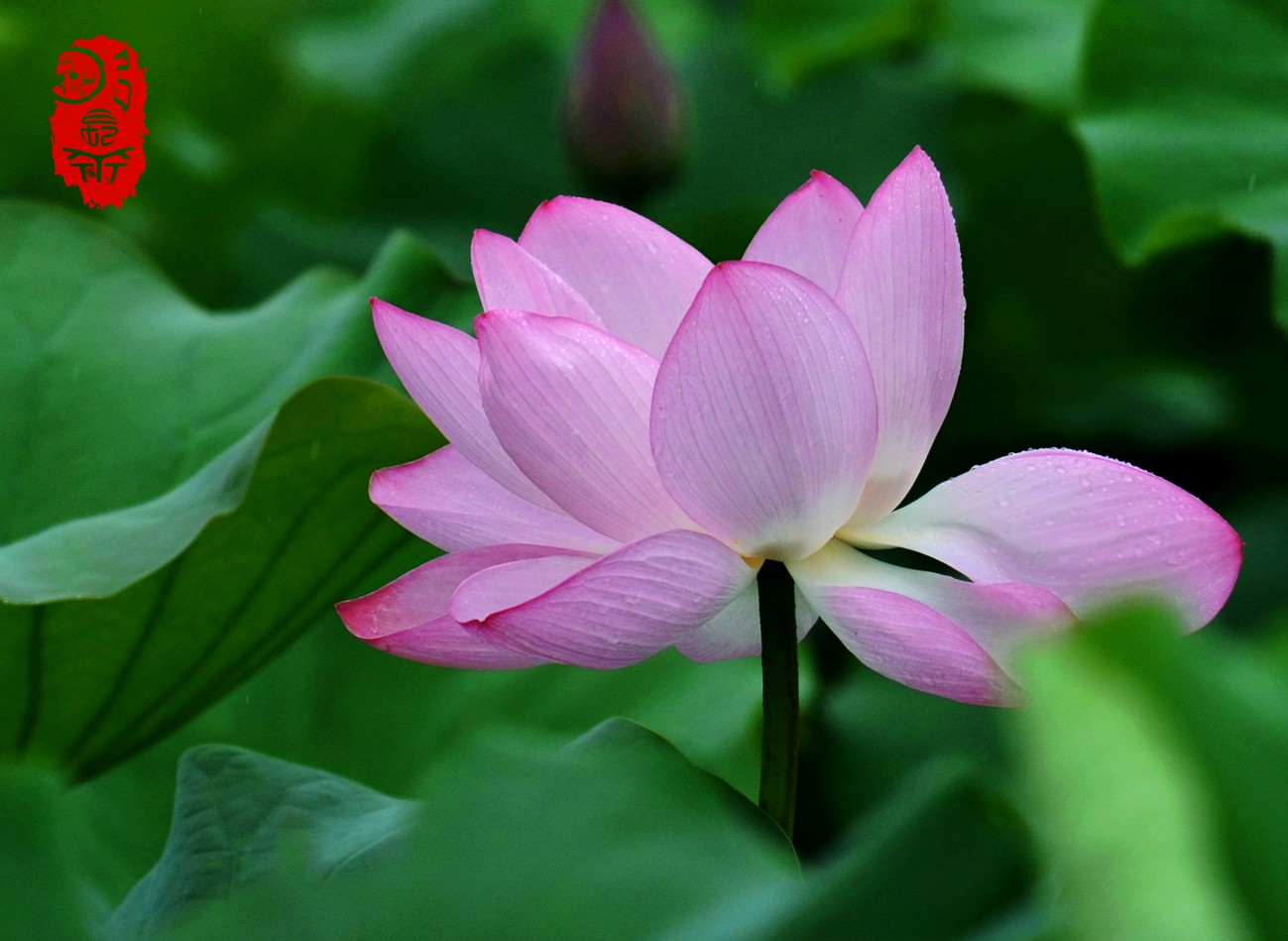 DSC_2663_副本.jpg