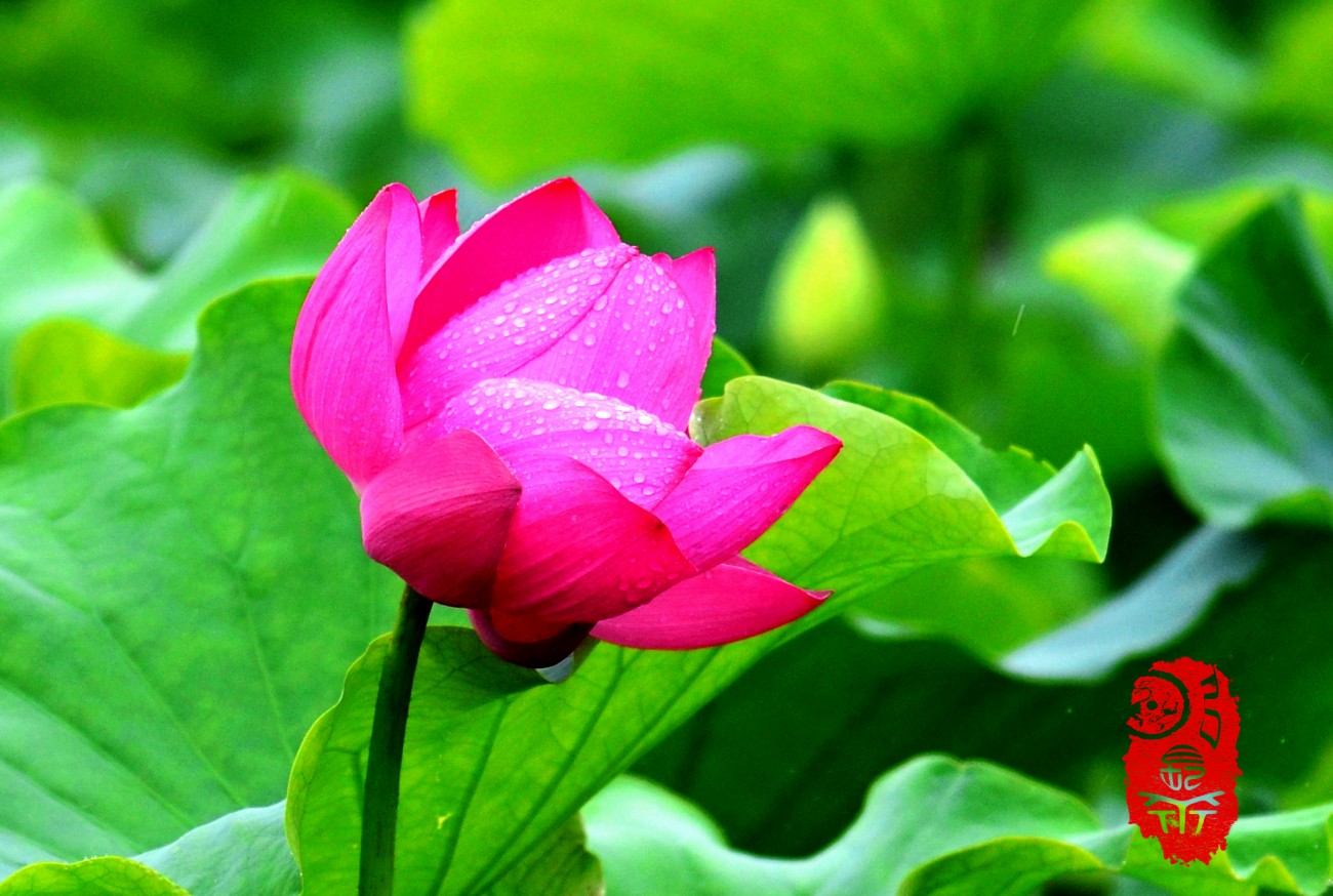 DSC_2665_副本.jpg
