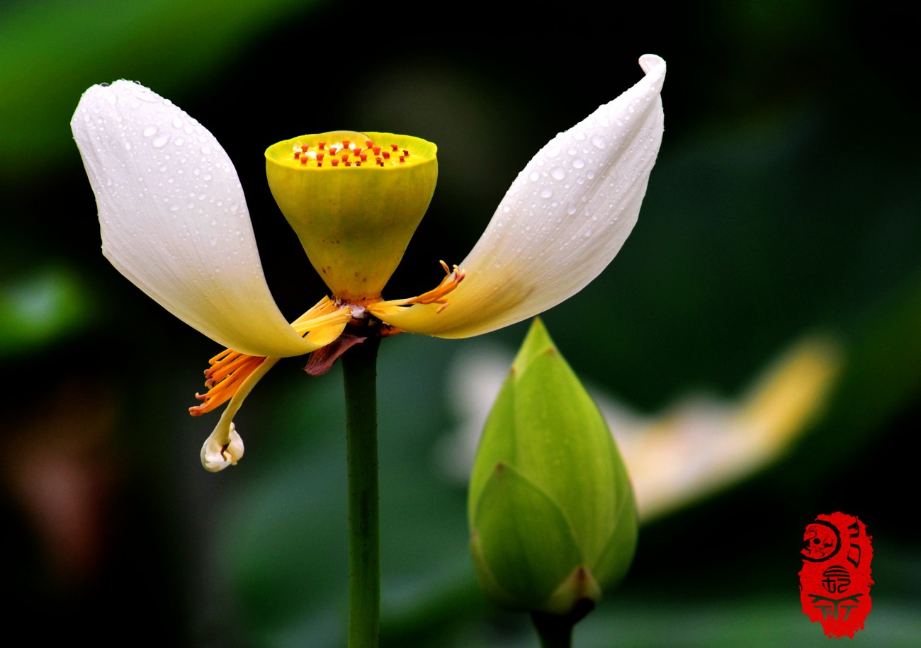 DSC_2671_副本.jpg