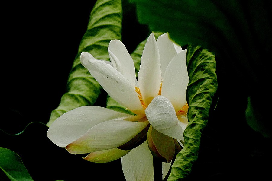L9180672_副本压.jpg