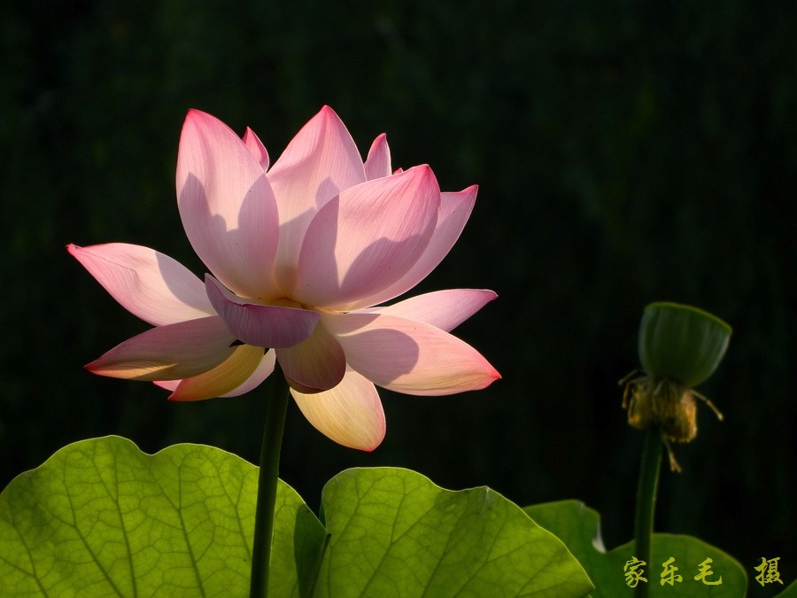 丰庆公园荷花美 (5).jpg