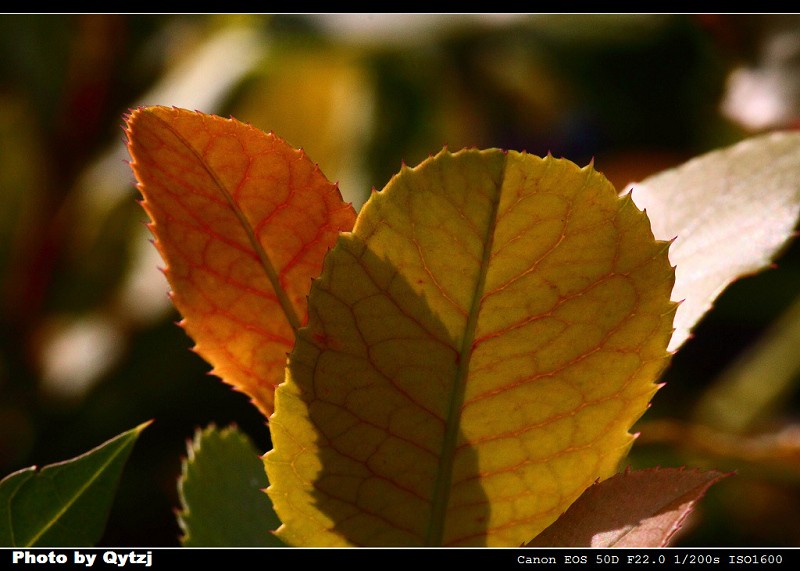 userid237539time20100712024019.jpg