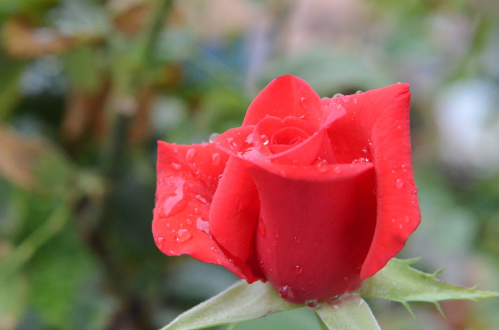 DSC_6188副本.jpg