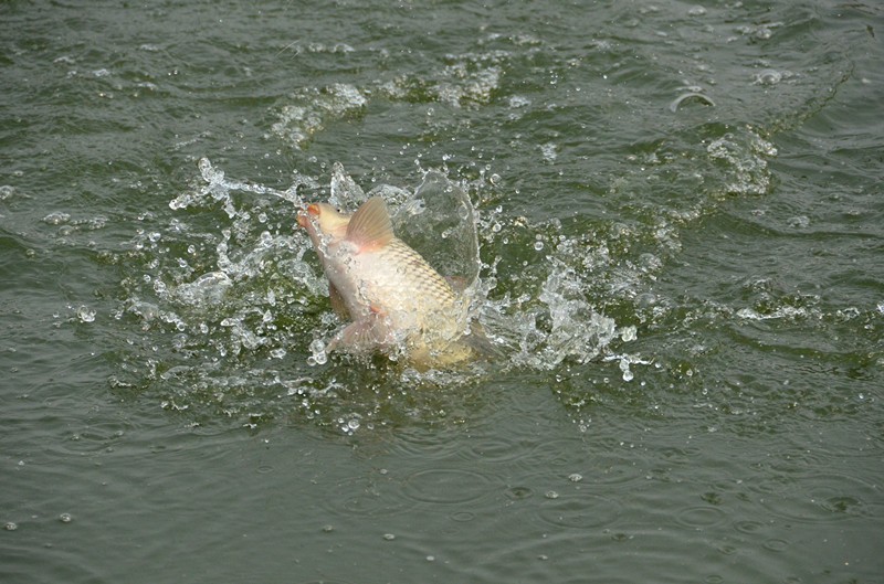 DSC_0900_副本.jpg