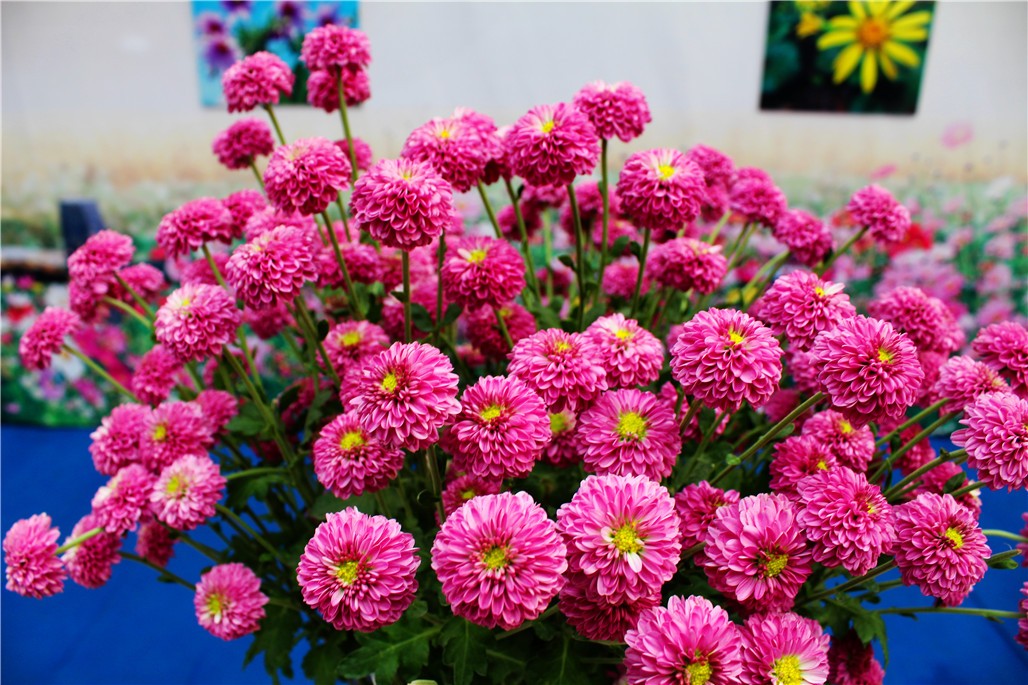 IMG_7344.JPG