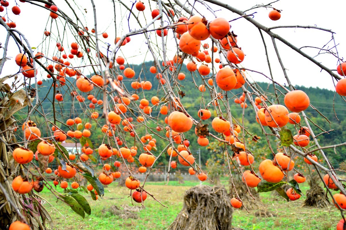 DSC_1230_副本.JPG
