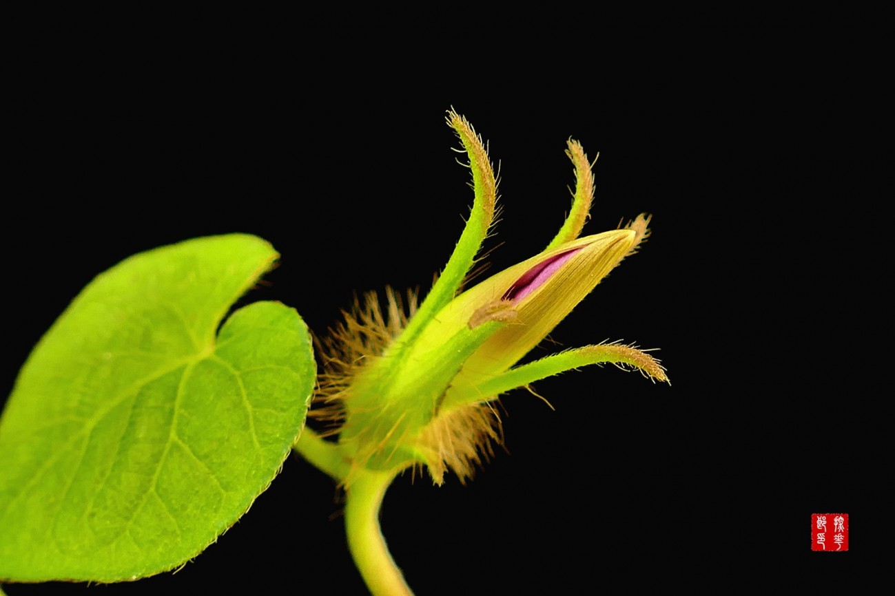 P1130125_副本牵牛花雷小图.jpg