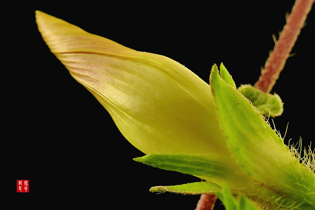 P1130102_副本牵牛花雷小图.jpg