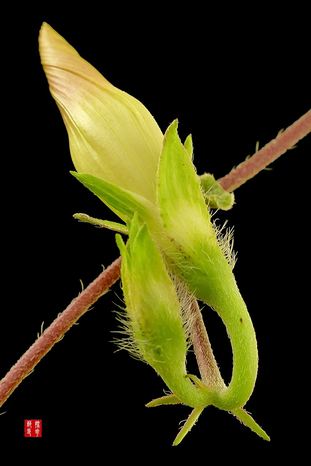 P1130099_副本牵牛花雷小图.jpg