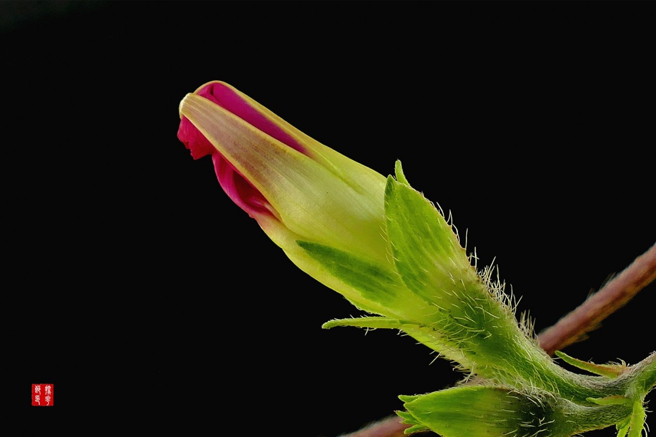 P1130314_副本红色牵牛花花蕾小图.jpg