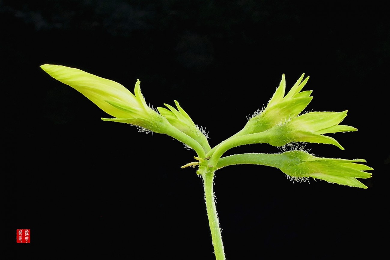 P1130318_副本白牵牛花花蕾小图.jpg