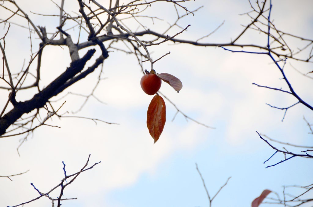 DSC_1914副本.jpg