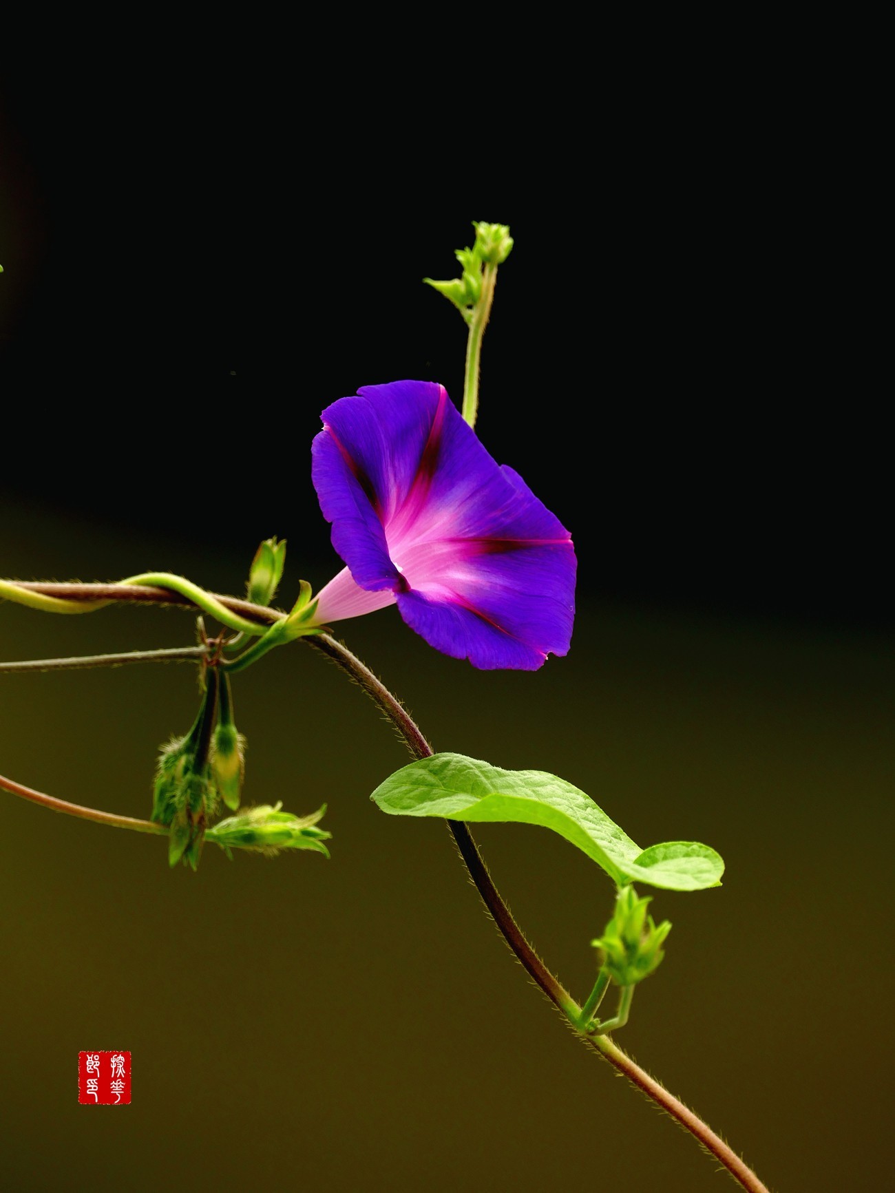 P1120174_副本辉县拍蓝紫色牵牛花中图.jpg