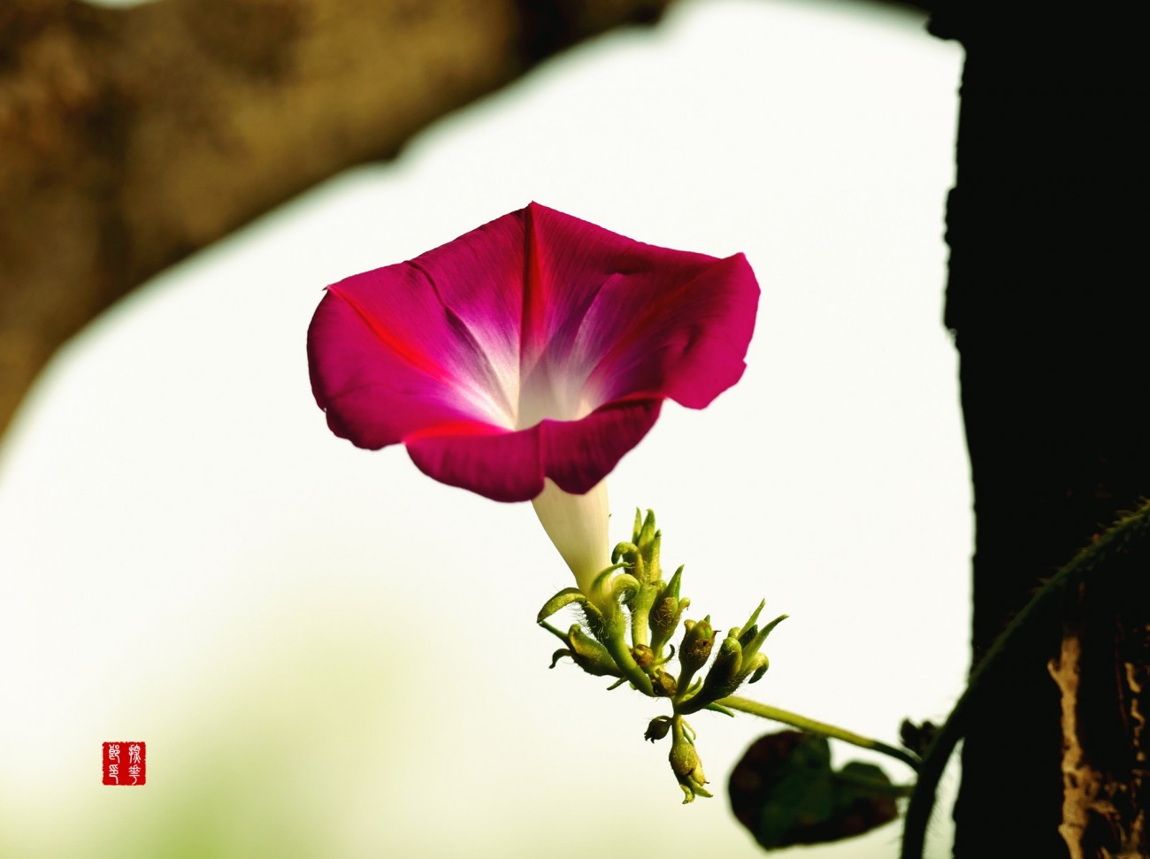 P1120223_副本红牵牛花中图.jpg