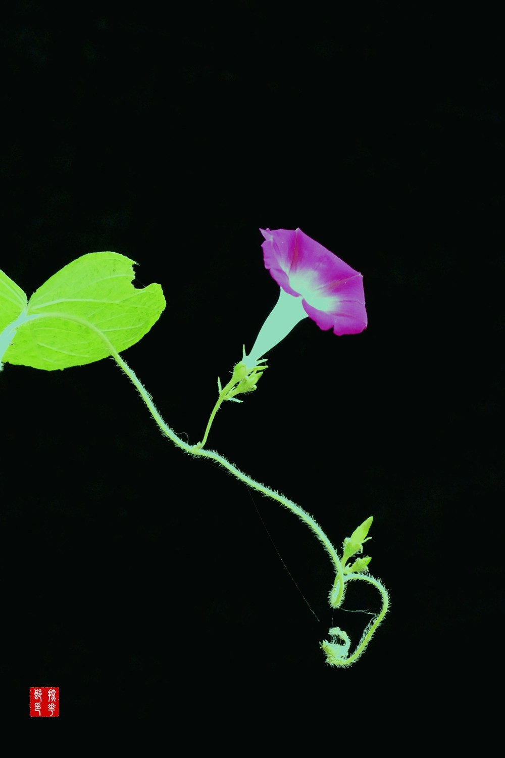 P1130037_副本红牵牛花小图.jpg