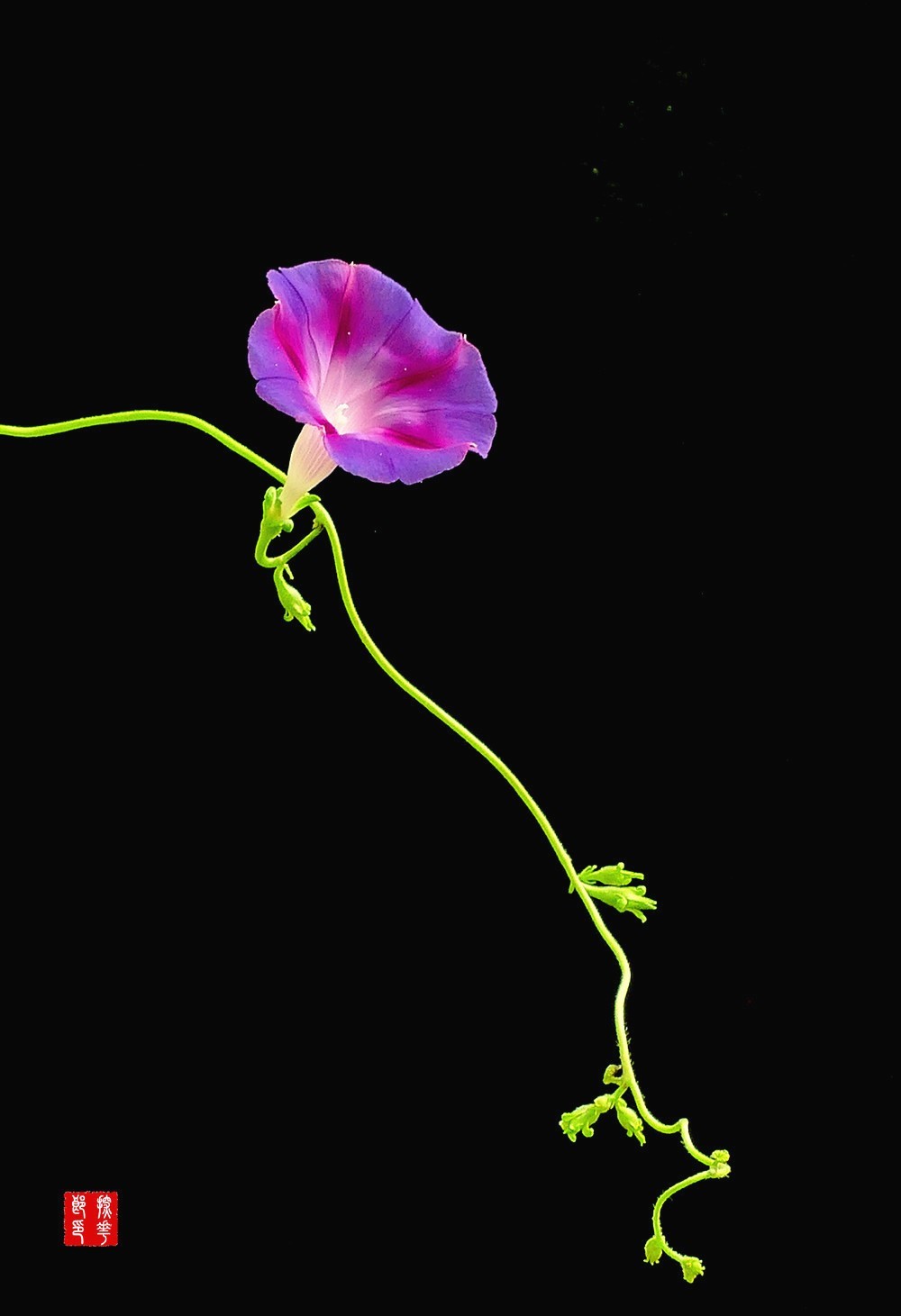 P1130040_副本兰红牵牛花小图_副本.jpg
