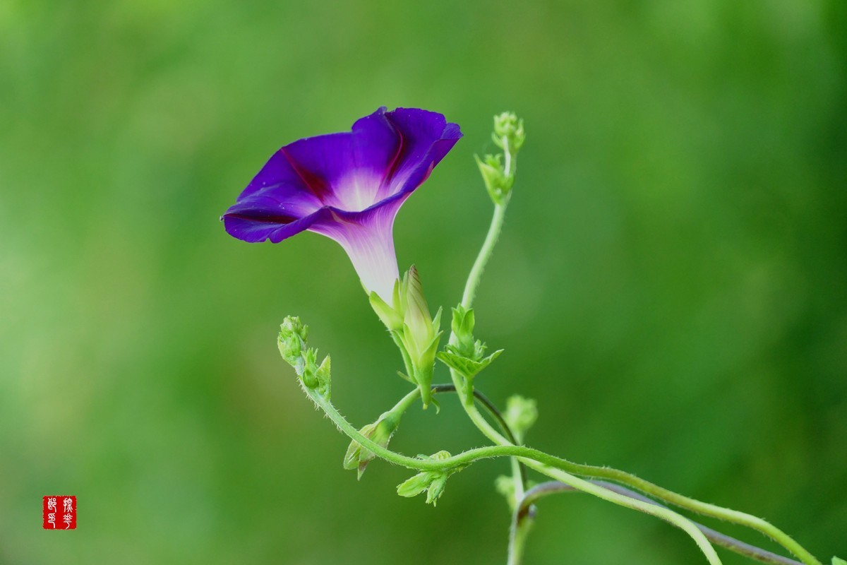 P1130081_副本蓝紫牵牛花小图.jpg