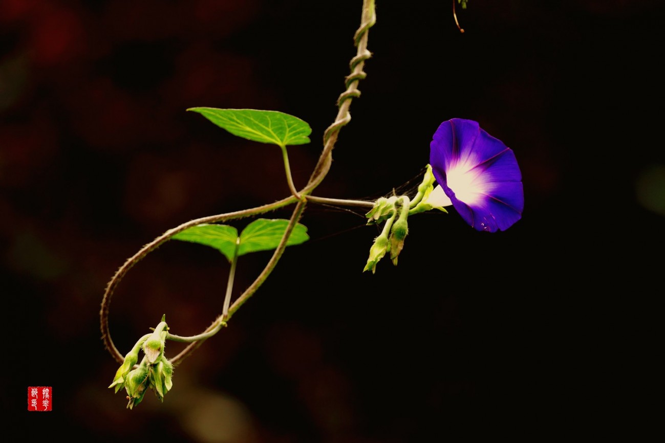 P1130133_副本蓝紫千牛花小图.jpg