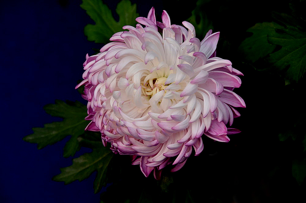 菊花展 (25).JPG
