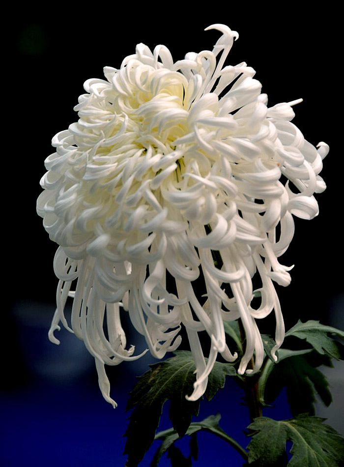 菊花展 (26).JPG