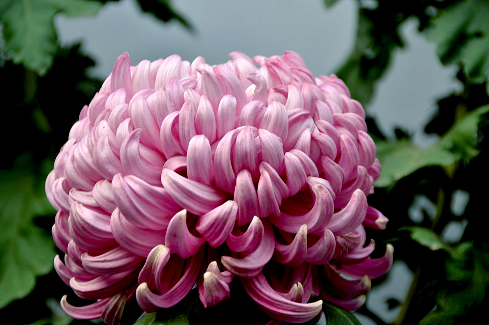 菊花展 (49).JPG