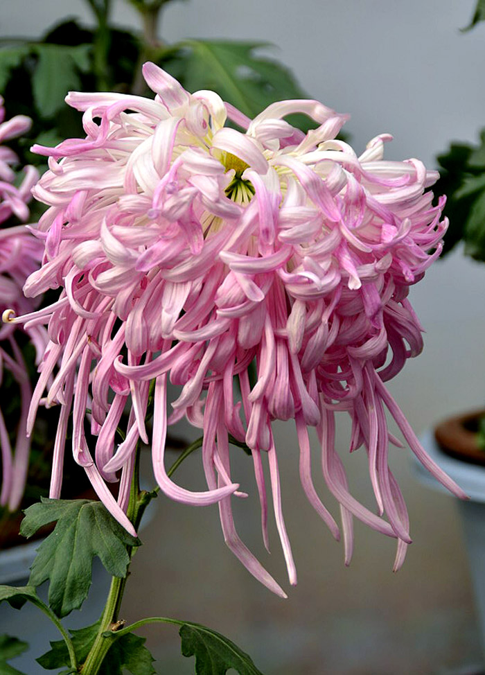 菊花展 (52).JPG