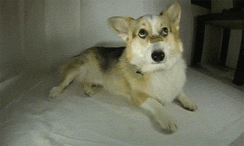 eeb4d683a11cf04ba79cc9c50077a926.gif