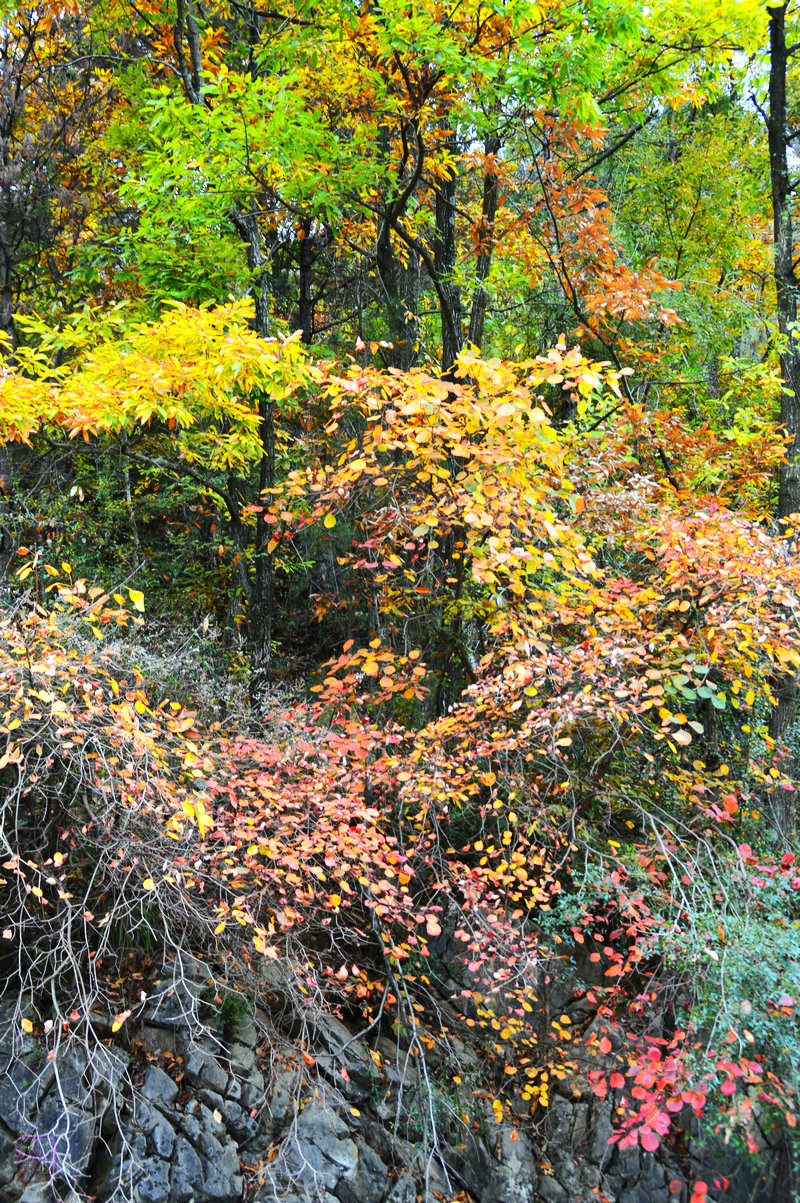 DSC_1468.JPG