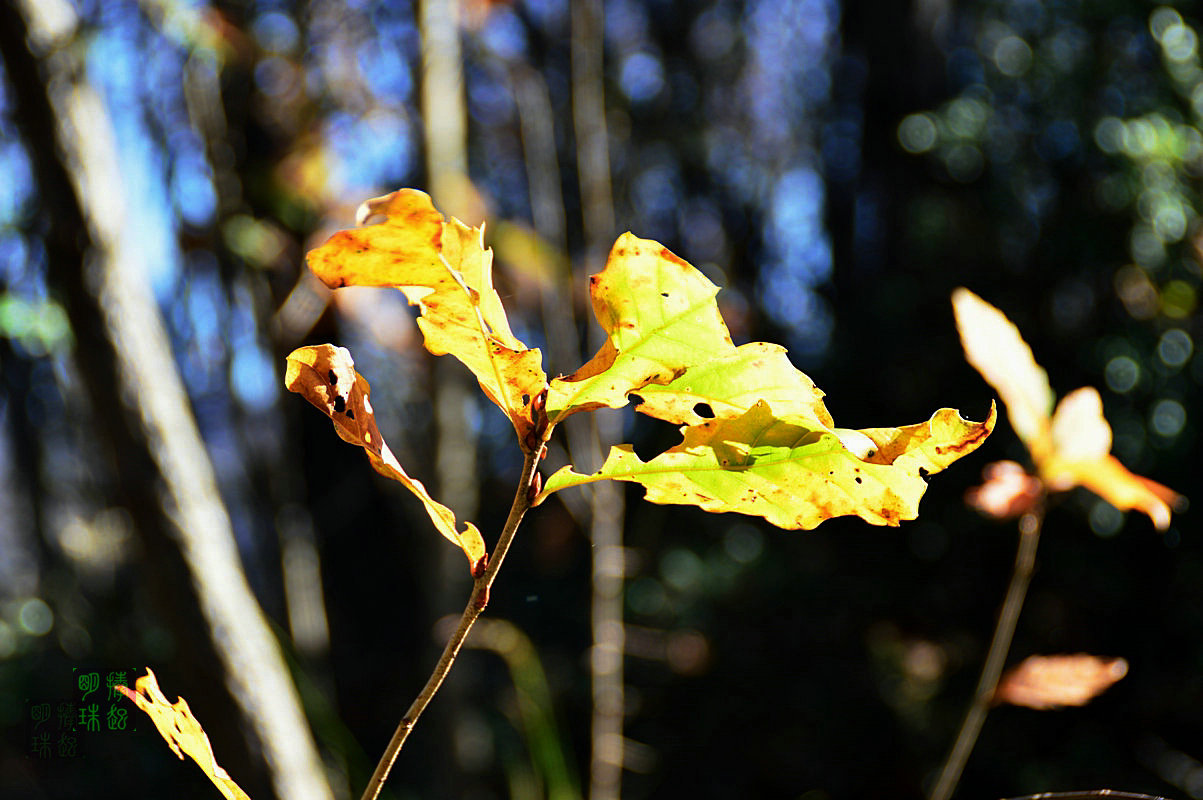 DSC_1516.JPG