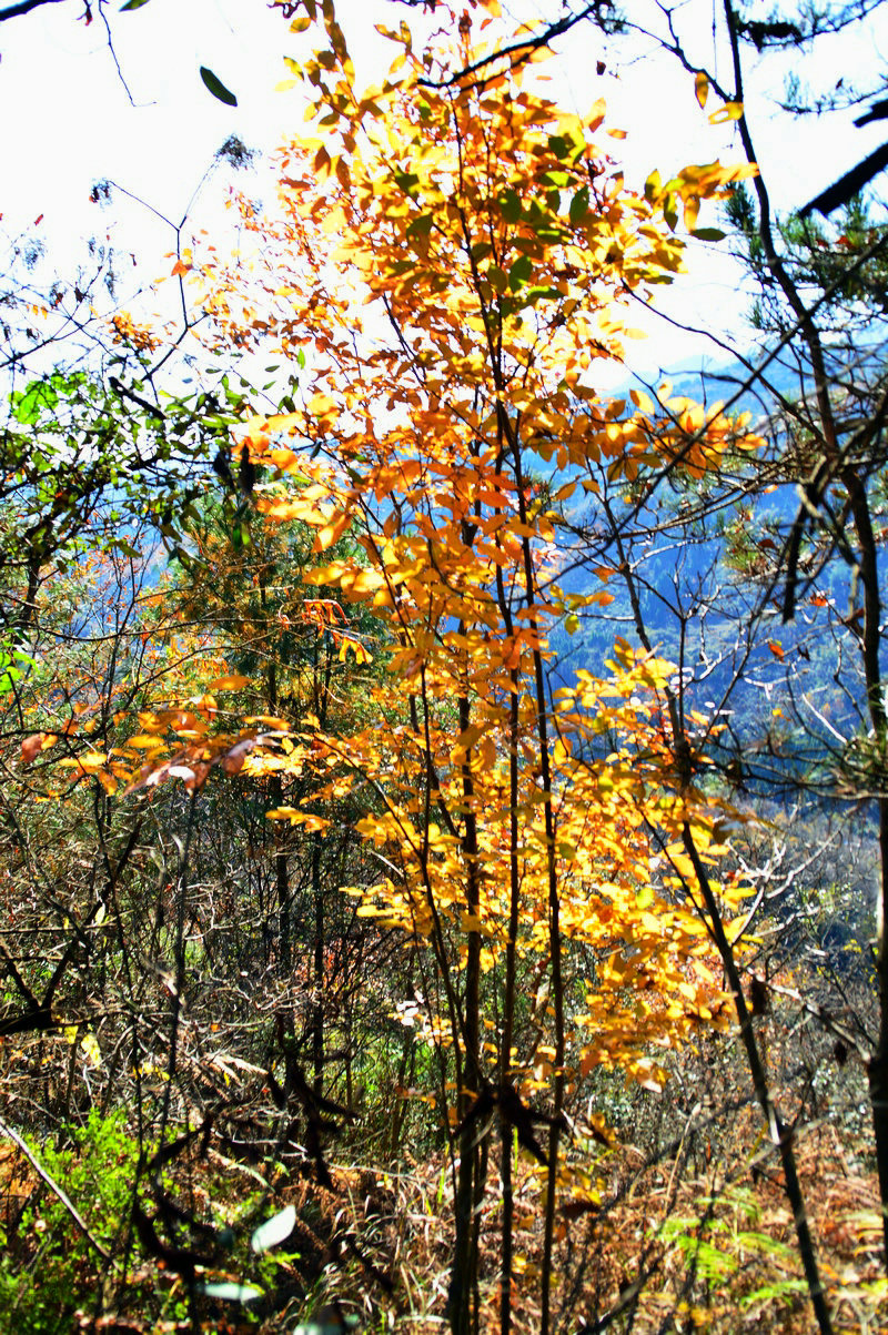 DSC_1521.JPG
