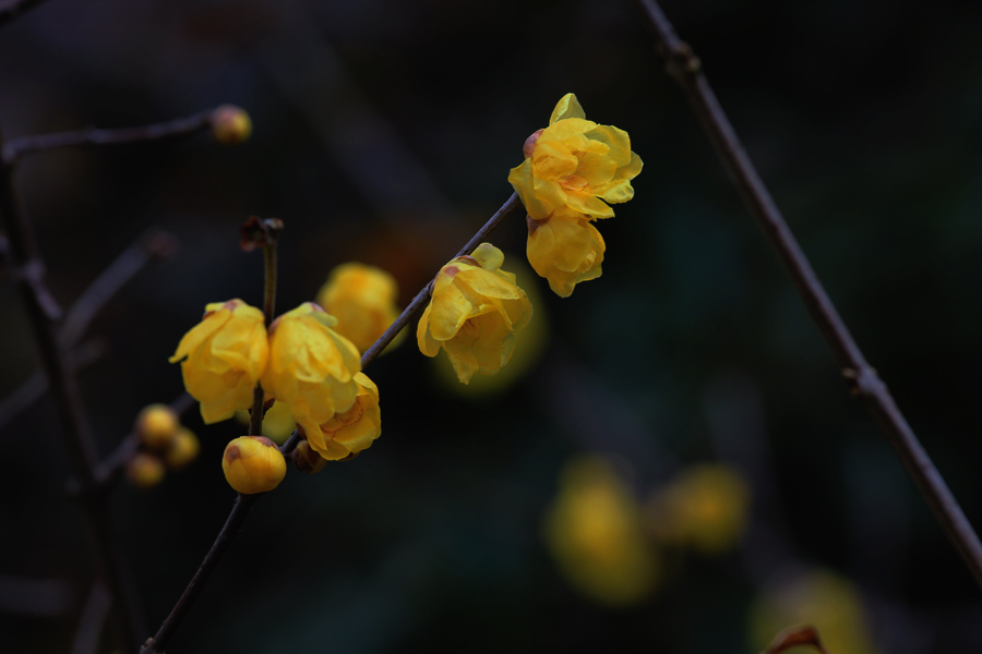 G_3157.jpg