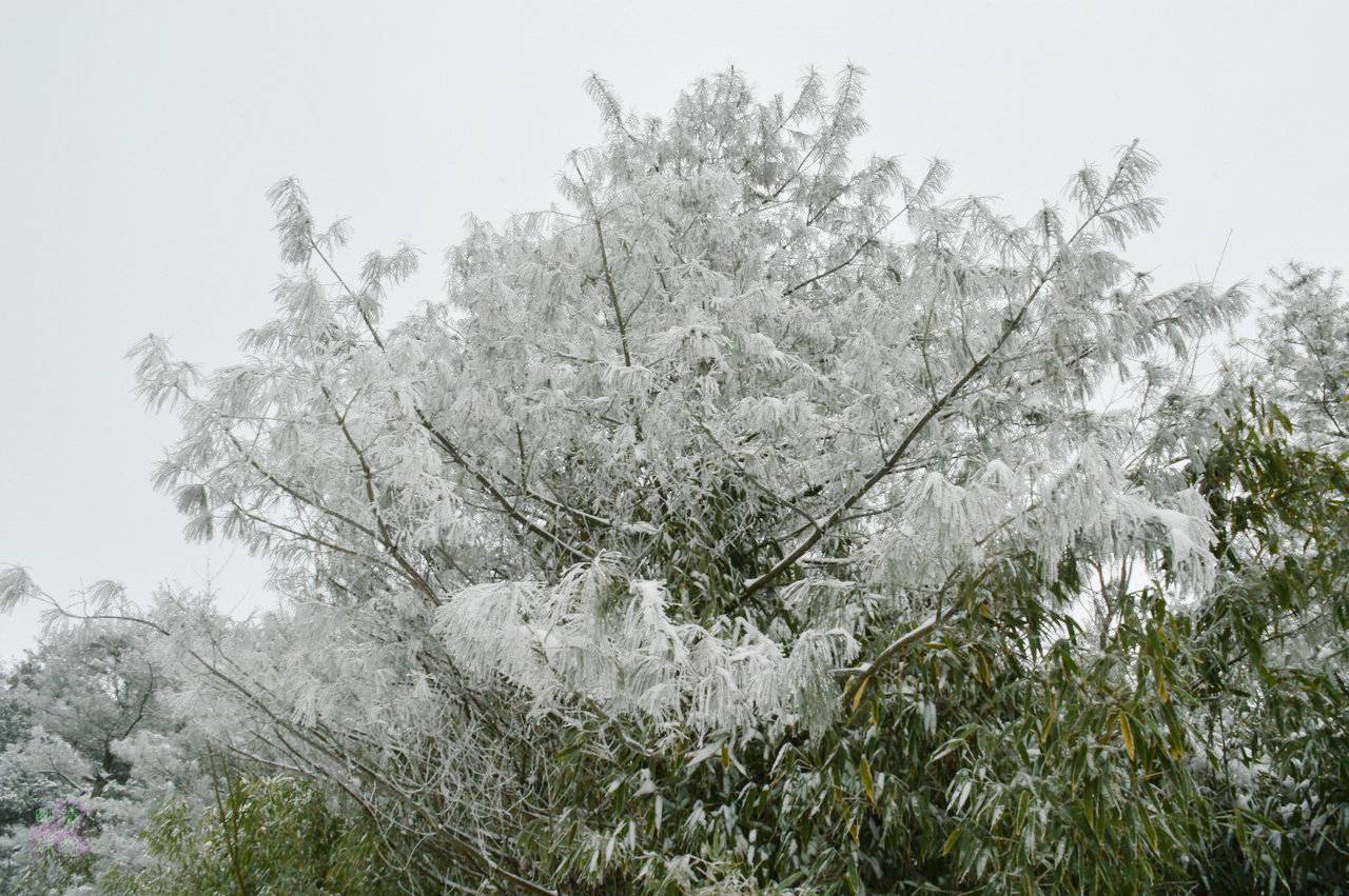 DSC_3610.JPG