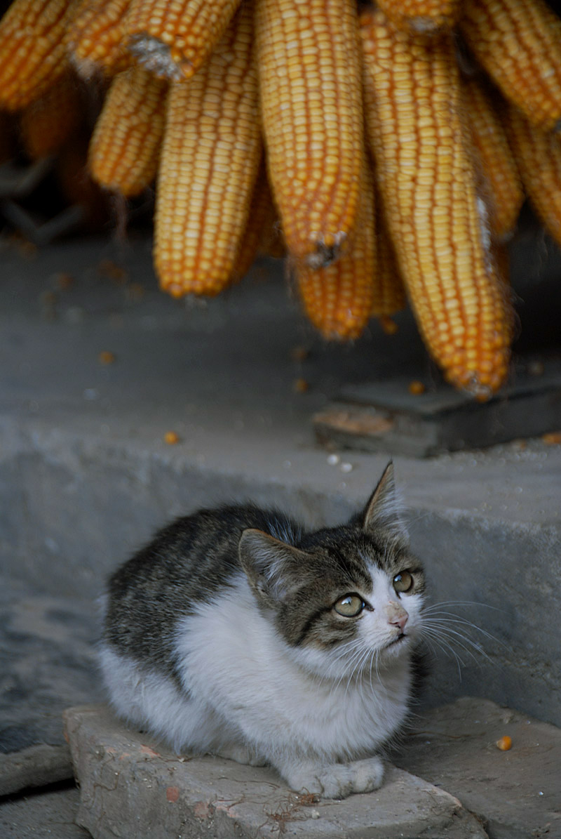 看家猫 (1).jpg