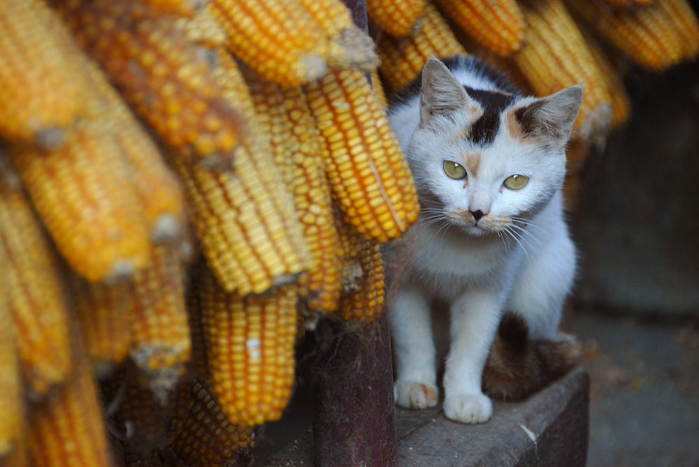 看家猫 (10).jpg