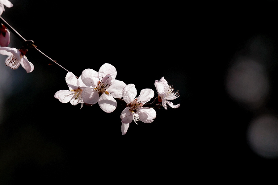 L9290720_副本压.jpg
