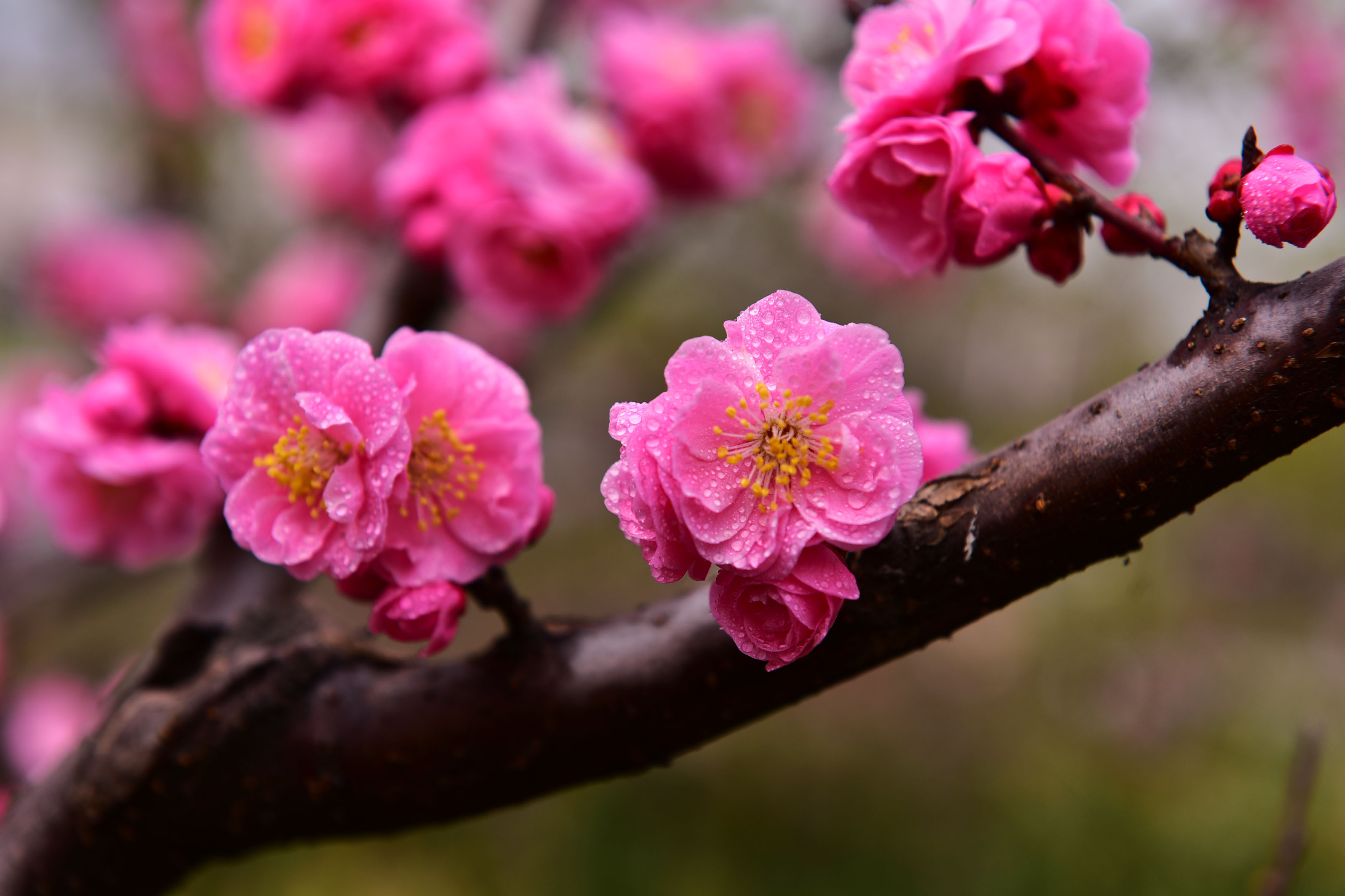 DSC_9151副本.jpg