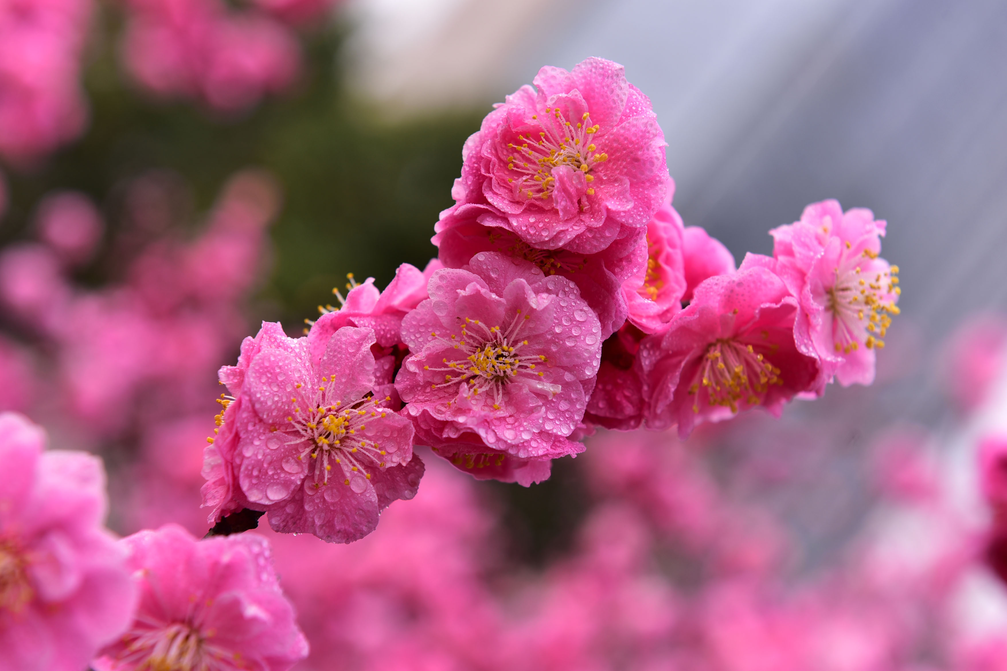 DSC_9176副本.jpg
