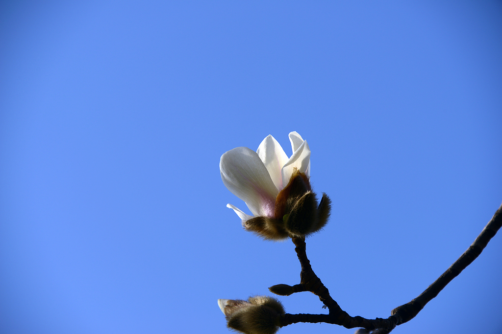 DSC_8009.JPG
