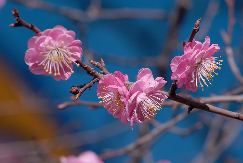 春 花 .jpg