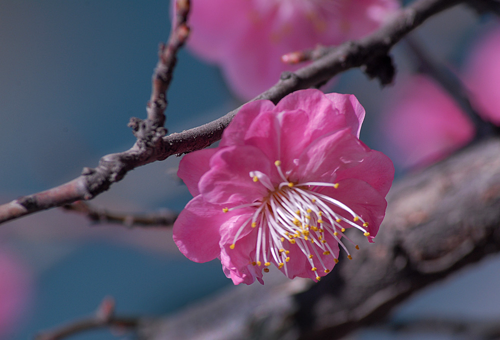 春 花 (1).jpg