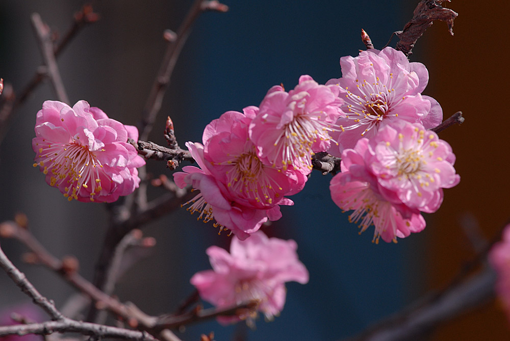 春 花 (2).jpg