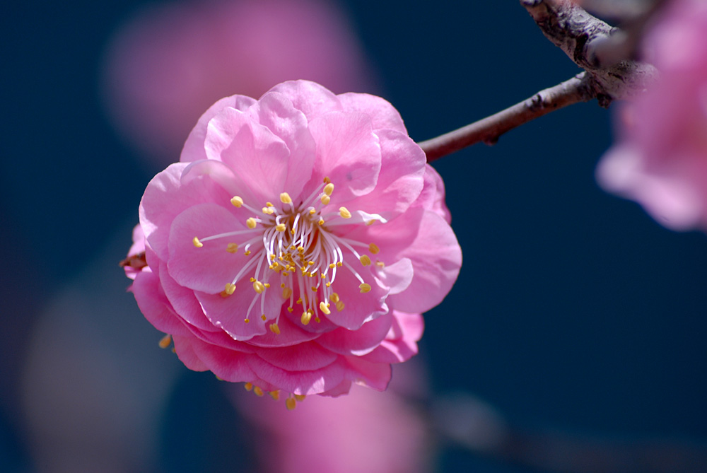 春 花 (5).jpg