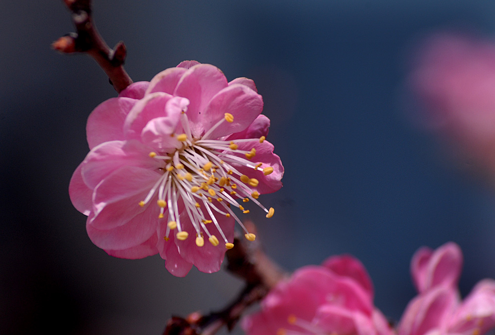 春 花 (9).jpg