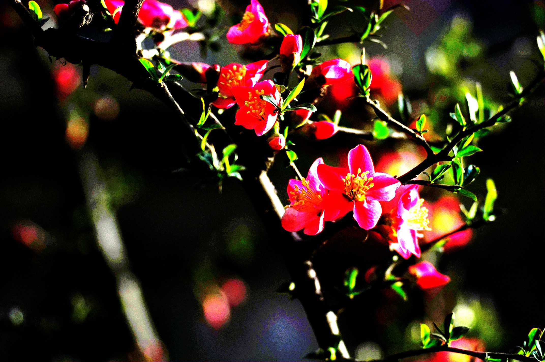 DSC_0484.JPG