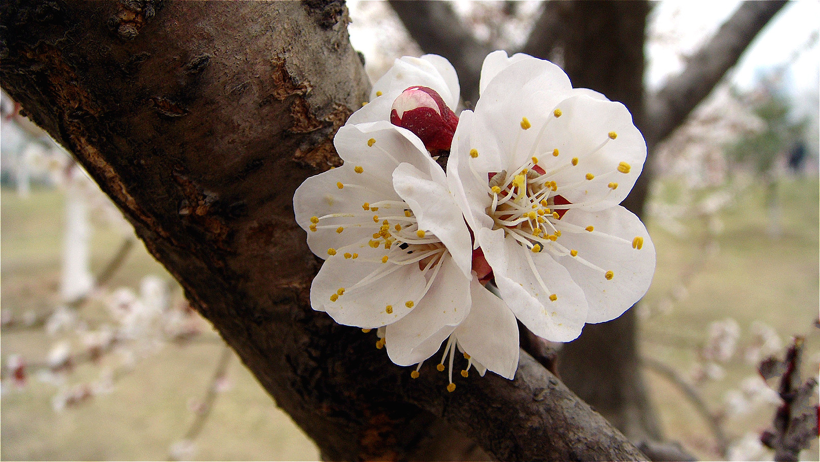 DSC06772_meitu_33.jpg