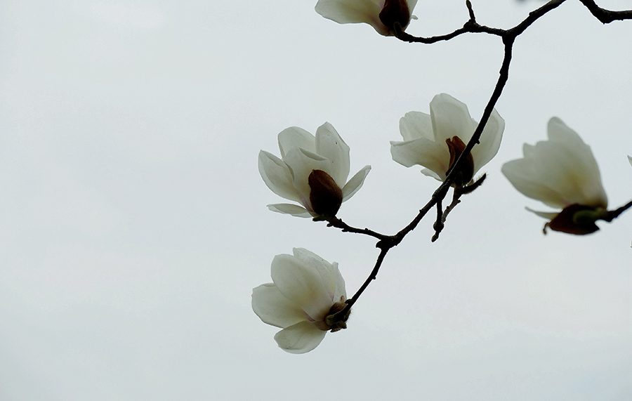 L9340070_副本_副本.jpg