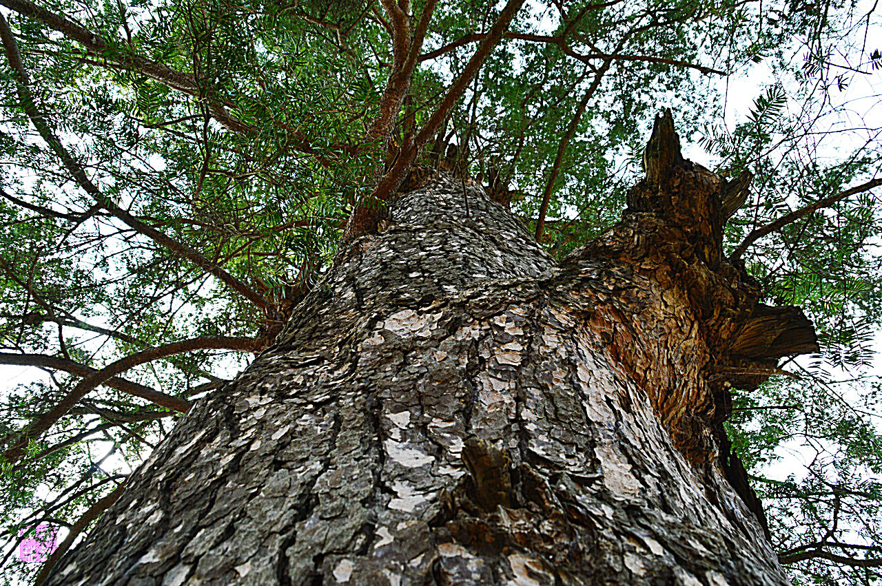 DSC_3065.JPG