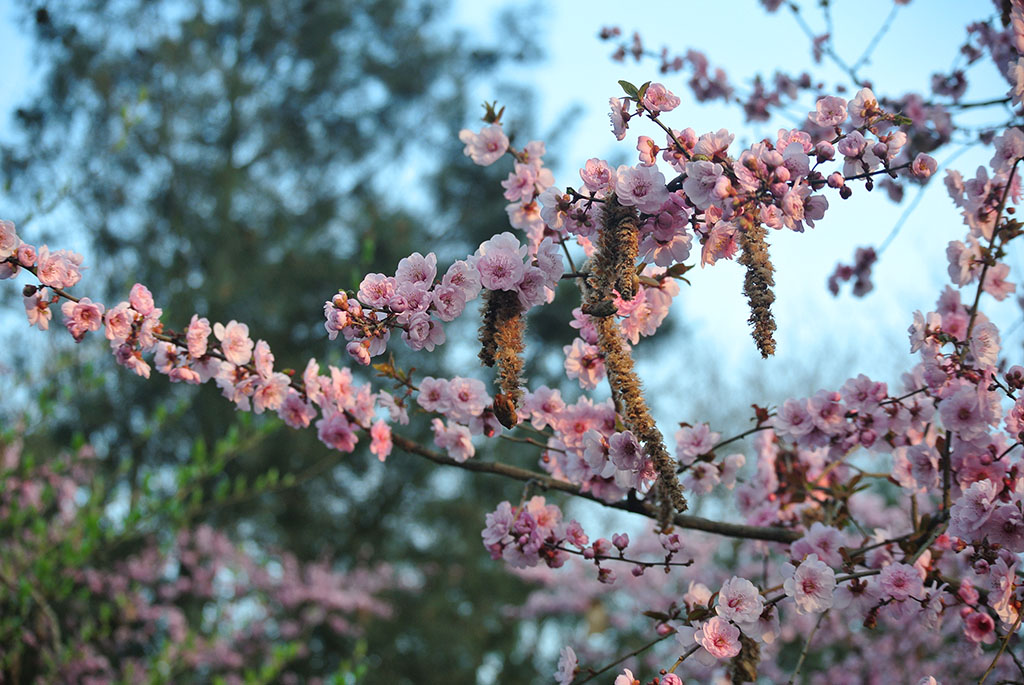 DSC_6705副本.jpg