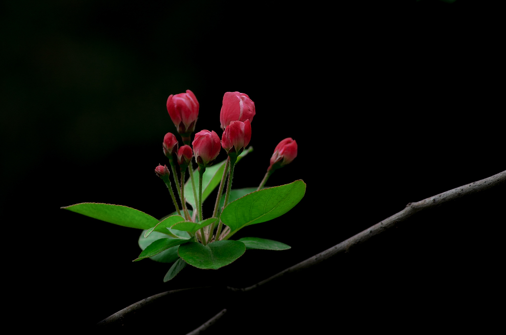 20160321-YBSP6084.jpg